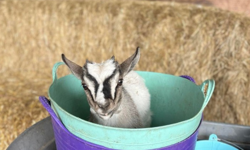 Justice pour Arthur, chevreau mutilé et tué par la bêtise humaine