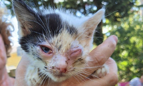 SOS animaux en détresse sur Caluire
