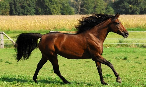 Soutien logistique à l'association Au bonheur des Chevaux qui  recueille des chevaux et ânes maltraités ou destinés à l'abattoir