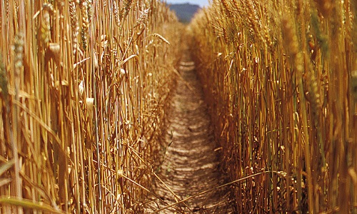 Relance de la culture des blés anciens pour une alimentation sans excès de gluten