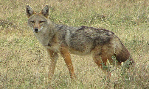 Inscrire une nouvelle espèce dans la liste des mammifères protégés