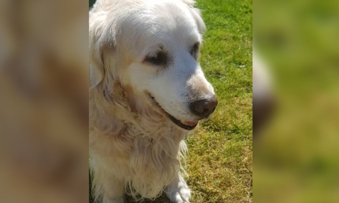 Pour le droit d'avoir un animal de compagnie après 80 ans !