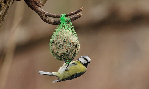 Danger des boules de graisses pour nos amis oiseaux !