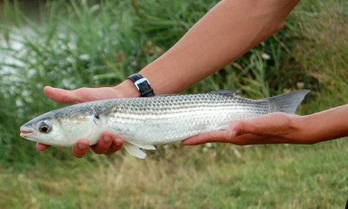 Sauvons le Mulet dans l'Atlantique