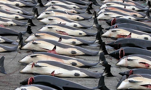 Sauvons les dauphins !