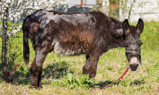 Stop aux actes de cruauté sur les animaux !