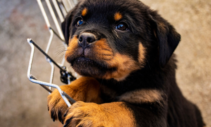 Une vraie justice pour les deux chiots maltraités à Saint-Malo !