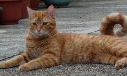 Pour que les monstres qui ont tué ce chat soient punis