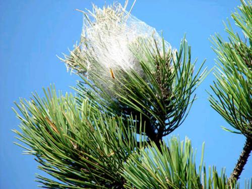 Demande de lutte contre la prolifération des chenilles processionnaires en pays laragnais