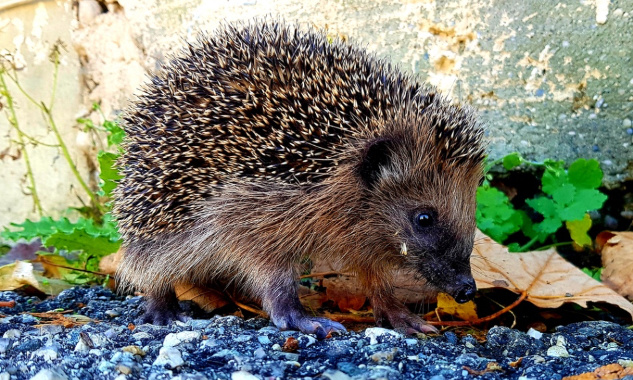 Urgent : Mobilisons-nous contre l'extinction du hérisson !