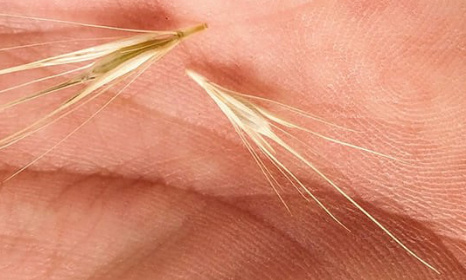 Les épillets, un réel danger pour nos amis à quatre pattes !