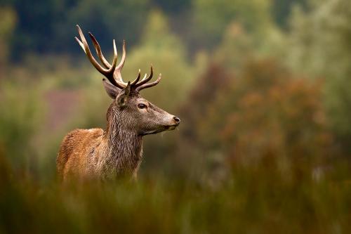 Pour continuer à chasser le dimanche