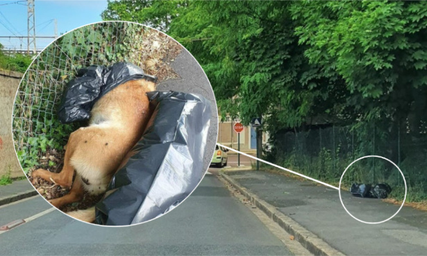 Chien décapité en Essonne : demandons justice !