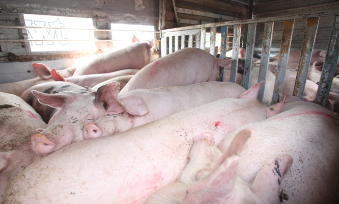 STOP au transport d'animaux pendant les fortes chaleurs !