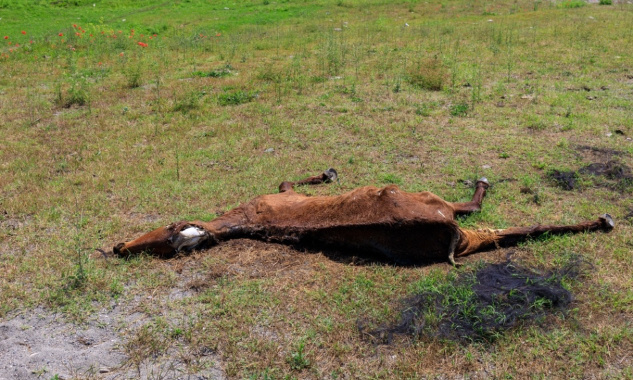 Justice pour les chevaux empoisonnés !