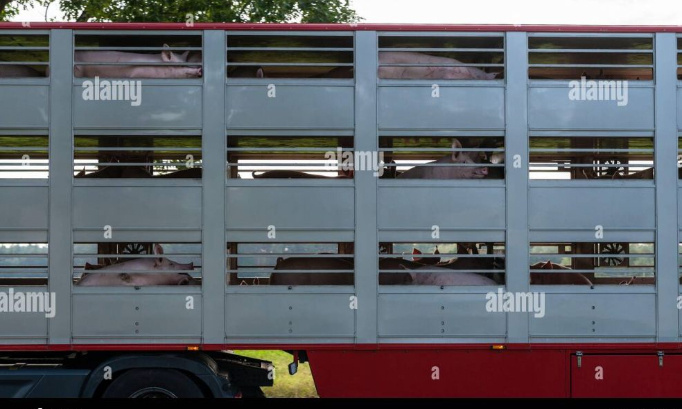 Stop au transport d'animaux vivants à travers le monde !