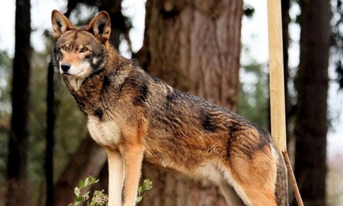 Des Loups Roux au Zooparc de Beauval pour la protection de l'espèce !