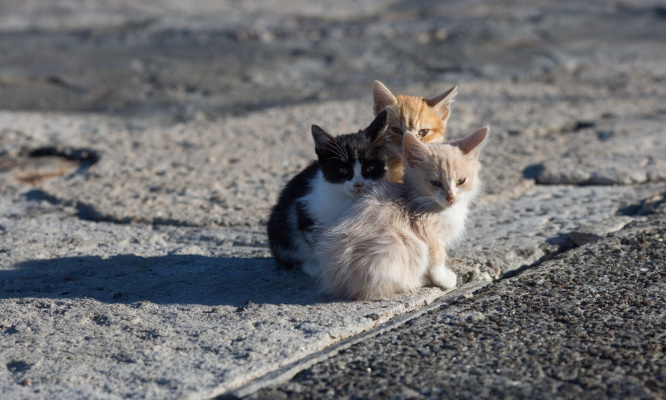 Pour la stérilisation systématique des chats errants dans nos communes