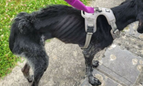 Justice pour Oscar, ce chien laissé affamé et déshydraté par son maître !