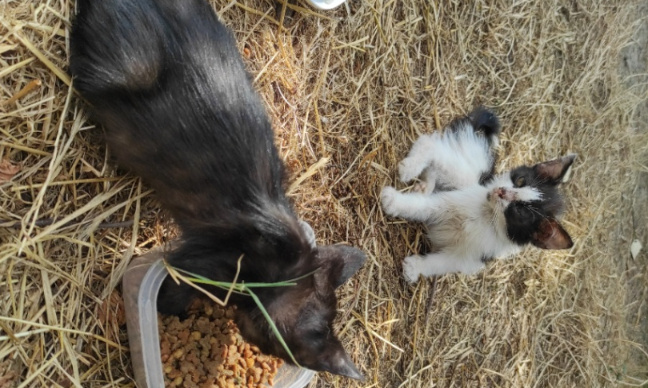 Animaux négligés en danger : Sauvons les chats de notre ville !