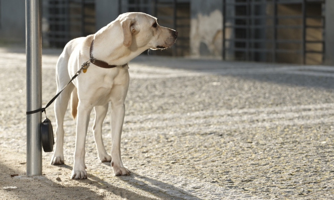 Stop à l'abandon des animaux de compagnie !