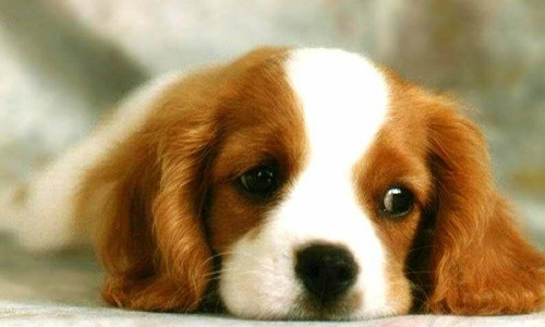 Des sanctions plus sévères concernant la cruauté et la maltraitance