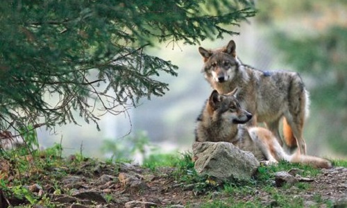 Contre la multiplication des loups en France