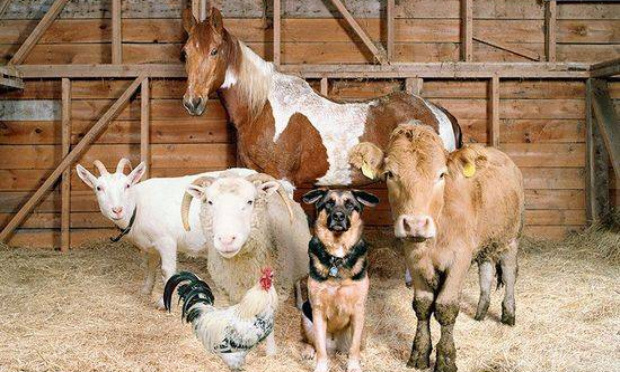 Pour le respect des animaux !