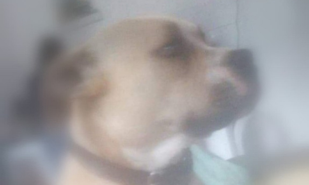 Pour des sanctions pour le portugais qui se sert de son chien comme d'une arme !