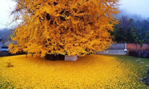 Pour la paix et le désarmement nucléaire !