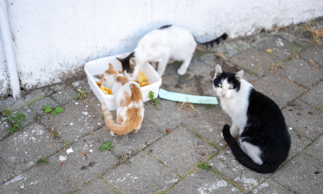 Pour un engagement de la mairie dans la gestion des chats errants !