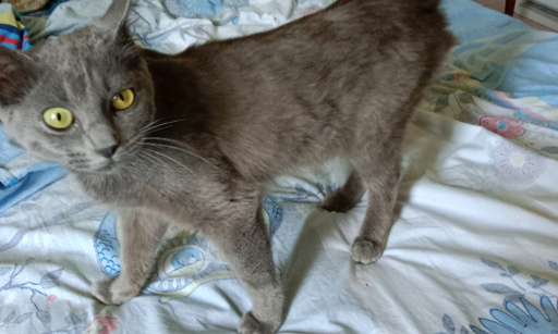 Sauvons les chats errants de Castelnau-d'Auzan !