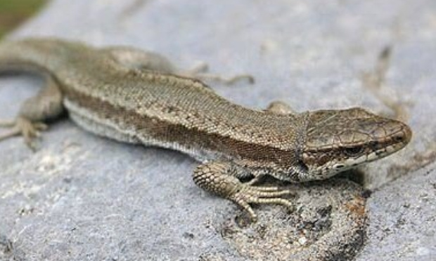 Pour la protection des différentes espèces de lézards menacés !