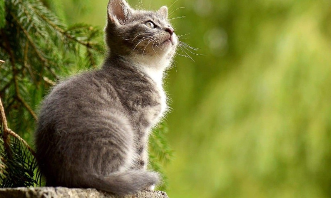 Pour la stérilisation des chats errants de la commune de Longuenesse