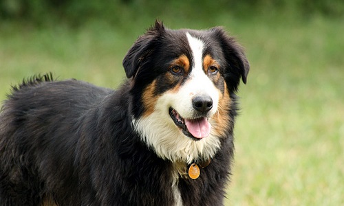 La protection des animaux