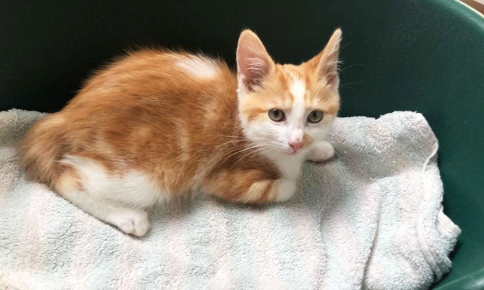 Justice pour ce chaton noyé de force et frappé !