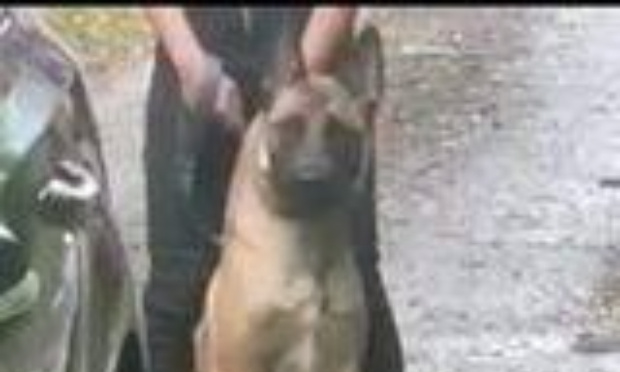 Euthanasie de complaisance : Justice pour Rocket, chiot de 1 an euthanasié à tord !