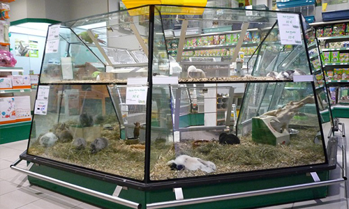 Interdire la vente d'animaux dans les animaleries !