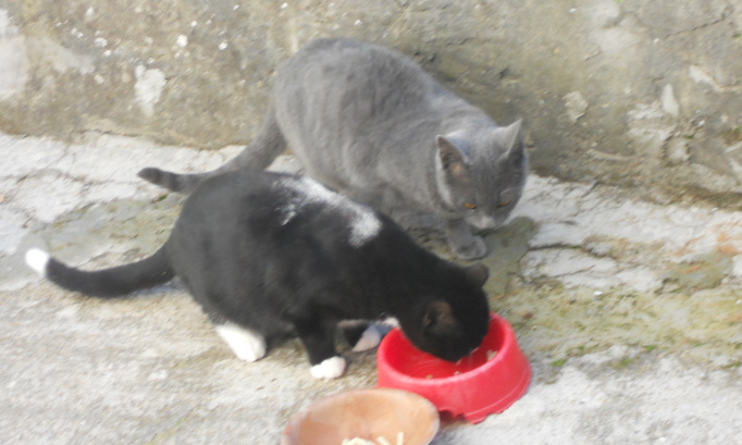 Pour la stérilisation obligatoire des chats errants par les communes