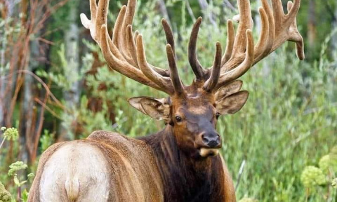 Pour la reconnaissance de la sensibilité des animaux sauvages à l'état de liberté !