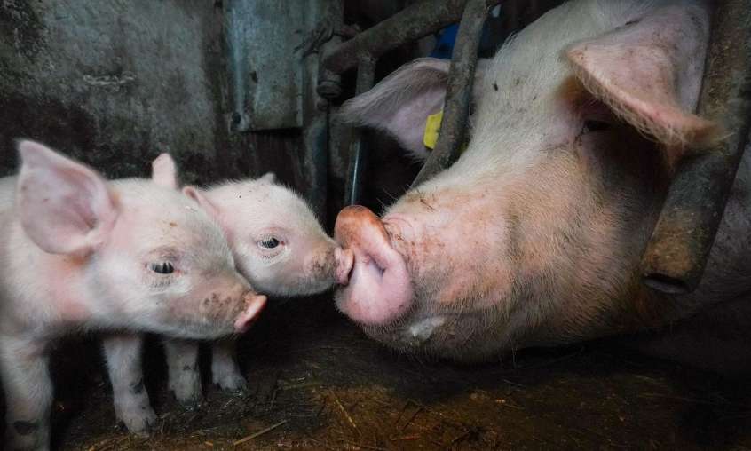 Stop aux animaux élevés en cage dans l'UE