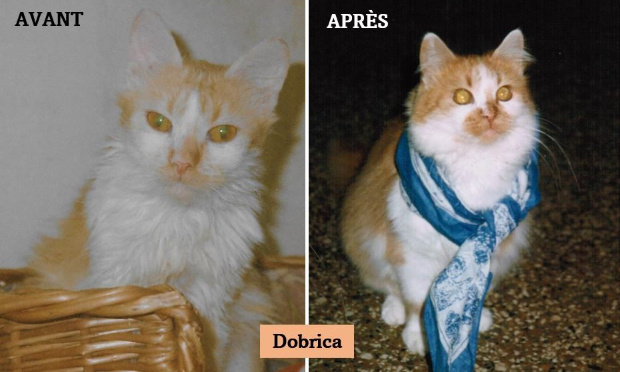 Für eine Änderung des Bundestierschutzgesetzes und für das Verbot der Euthanasie ohne triftigen Grund