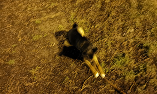 Stop à l'enfer que vivent des milliers de chiens en chine !