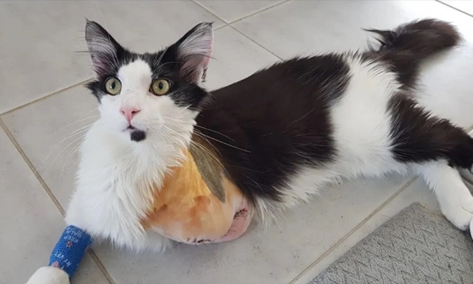 Justice pour ce chaton amputé après s'être fait tirer dessus