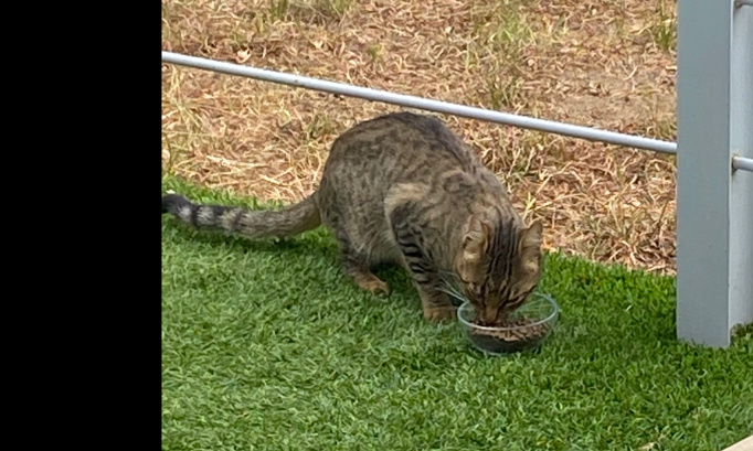 Pour la stérilisation des pauvres chats errants de Err !