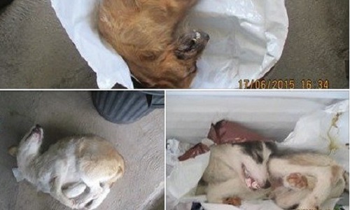 Pour que la SPA du roannais retrouve le sens de sa mission