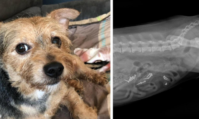 Justice pour ce Yorkshire, tué par une saucisse remplie de clous