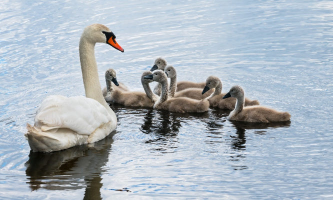 Justice pour le bébé cygne tué par des jets de pierres !