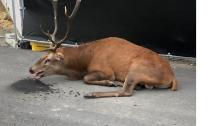 Pour abolir définitivement la chasse à courre !