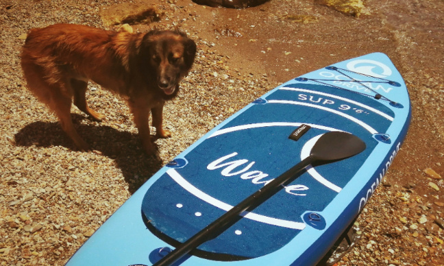 Une plage pour nos chiens sur la commune de Hyeres - Var